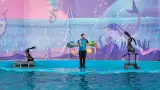 Дельфинарий «Морская звезда»