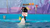 Дельфинарий «Морская звезда»