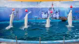 Дельфинарий «Морская звезда»